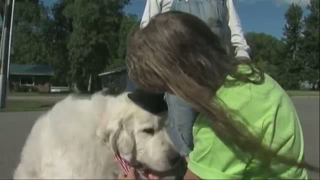 Watch Politics Has Gone to the Dogs in Minn. Video