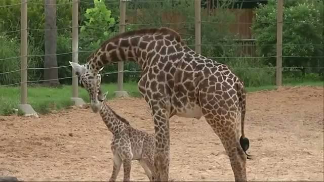 Watch Cute Alert: Baby Giraffe Makes Houston Zoo Debut Video