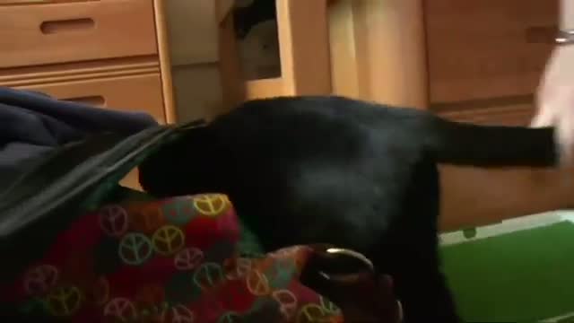 Watch Furry Roommates: Dorms Allowing Cats and Dogs Video