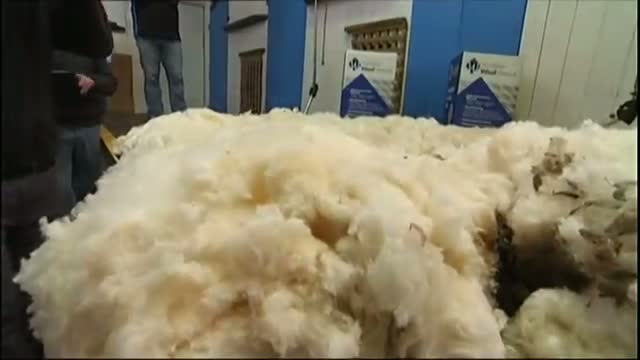 Watch Australian Sheep Gets Long Overdue Haircut Video