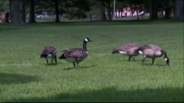 Watch Fake Dogs Scare Real Geese From Wis. Park Video