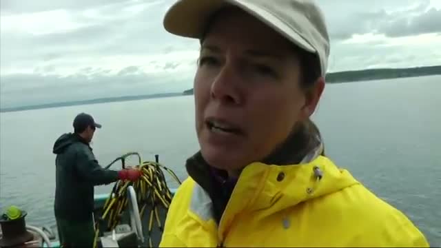 Watch In Washington Waters, Diving for Lost Crab Pots Video