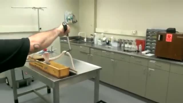 Watch Captured Albino Cobra in Custody at LA Zoo Video