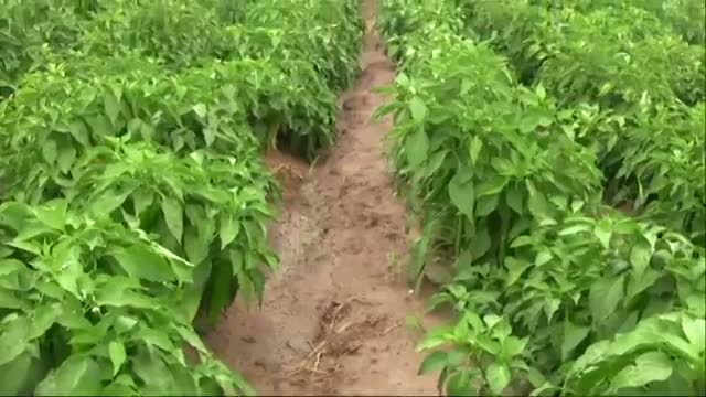Watch New Mexico Green Chile Facing Challenges Video