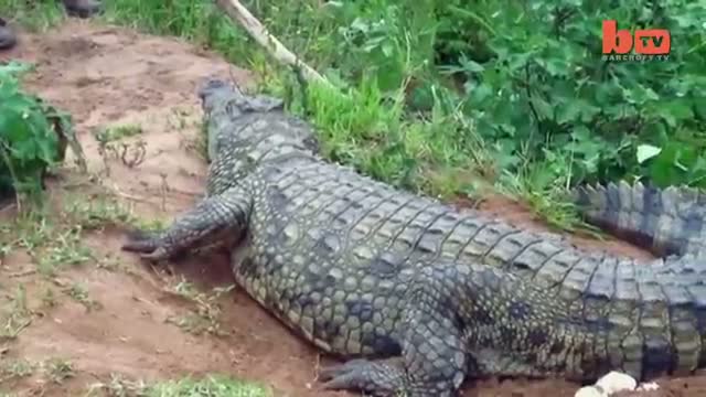 Watch Crocodile Attack: Keeper Bitten By Angry Reptile Video