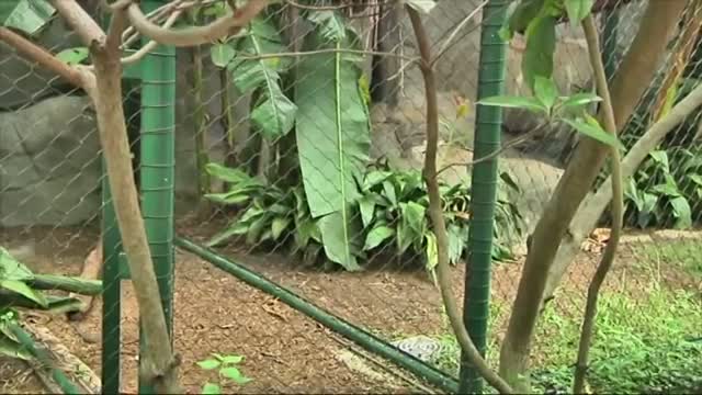 Watch Clouded Leopards Make Houston Zoo Debut  Video