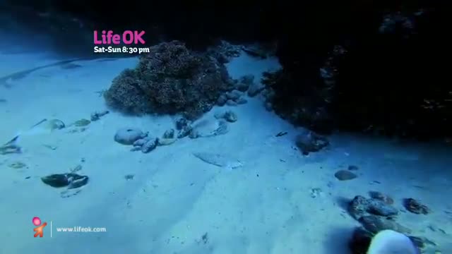 Watch Our daring contestants, Emilie and Karan enjoy deep sea diving! Video