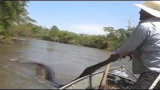 Watch Watch Biggest Anaconda Ever Found ! Video