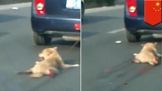Watch Dog dragged behind car in China sparks online manhunt for perpetrator Video