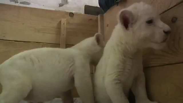 Watch Rare Lion Cubs Make Debut at Belgrade Zoo Video