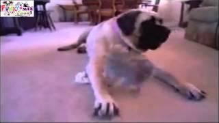 Watch CRAZY!! Husky Cute Dog and Puppy Playing Too Cute Video