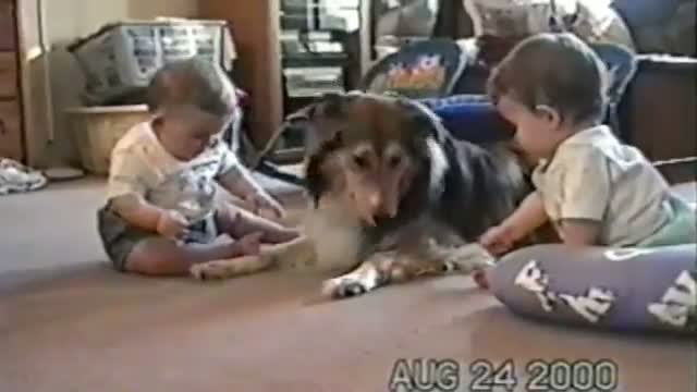 Watch Cute Dogs And Adorable Babies: Compilation Video