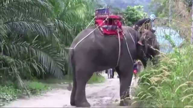 Watch Tourists Saved After Elephant Kills Handler Video