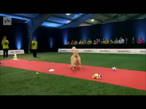 Watch Hilarious Golden Retriever Really Wants To Race But.. First Things First. Video