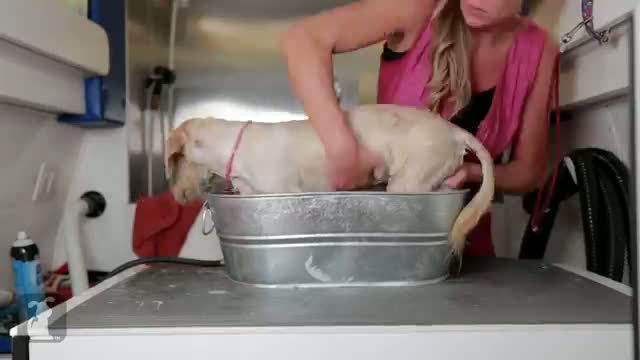 Watch Homeless Dog Gets Makeover That Saves His Life! - Charlie Video