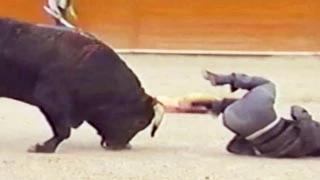 Watch Funny Animal Accidents Funny Fail Compilation videos 2014 Video