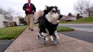 Watch Derby the dog: Running on 3D Printed Prosthetics Video Video