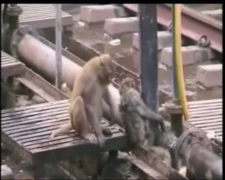 Watch Monkey save friend life. Interesting video monkey look such as God Hanuman ji Video Video