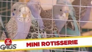 Watch Little Birdy Rotisserie (Funny Video) Video