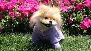 Watch Lisa Vanderpump's Dog, Giggy Is The Best Thing In the World Video Video