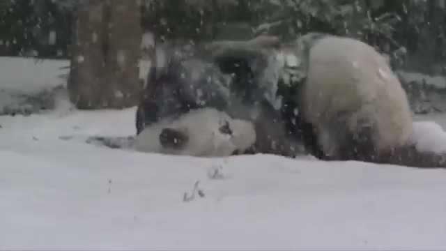 Watch National Zoo Pandas Frolic in the Snow Video Video