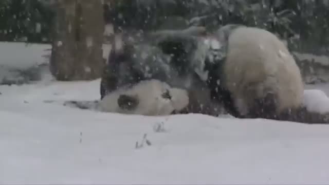 Watch National Zoo Pandas Frolic in the Snow  Video Video