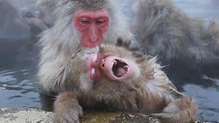 Watch Japan Snow Monkeys Enjoy Hot Springs Video Video