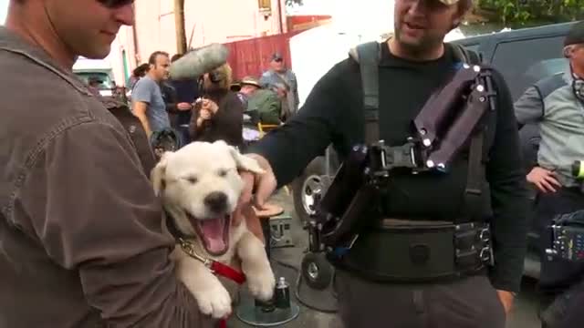 Watch 2015 Budweiser Super Bowl Commercial "Lost Dog" | Meet the Puppy | Budweiser  Video