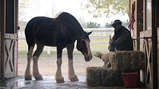 Watch 2015 Budweiser Super Bowl Commercial Ã¢â‚¬Å“Lost DogÃ¢â‚¬Â | Budweiser Video