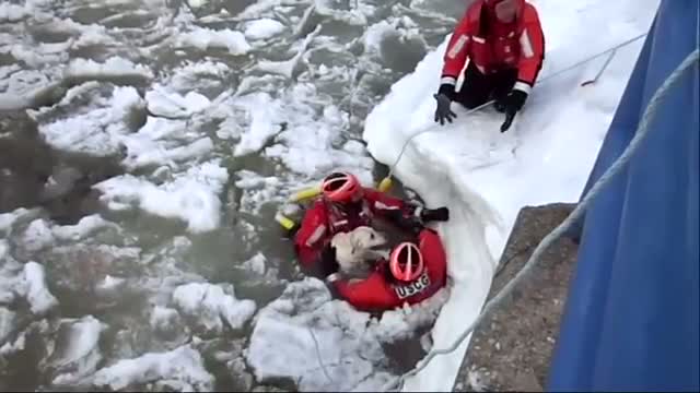 Watch Coast Guard Pulls Lucky Dog From Icy Waters Video Video