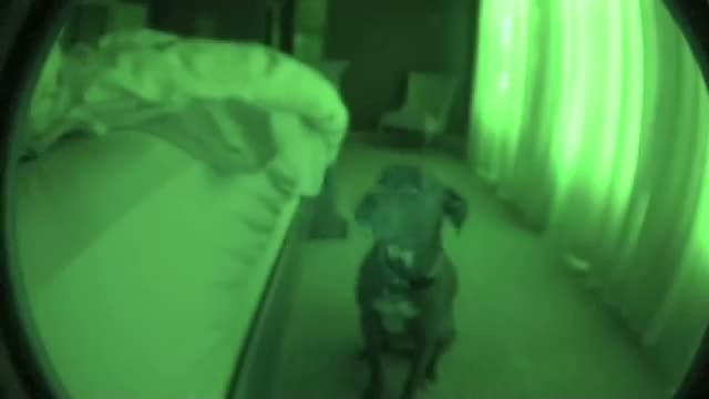 Watch Pitbull Alarm Clock with Snooze Feature (cute dog) Video