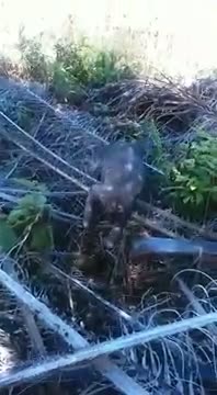 Watch Strange creature freaks out plantation workers in Sarawak Video