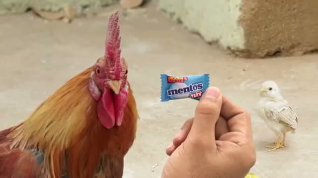 Watch New Mentos Ad - Angry Chicken Dad Video