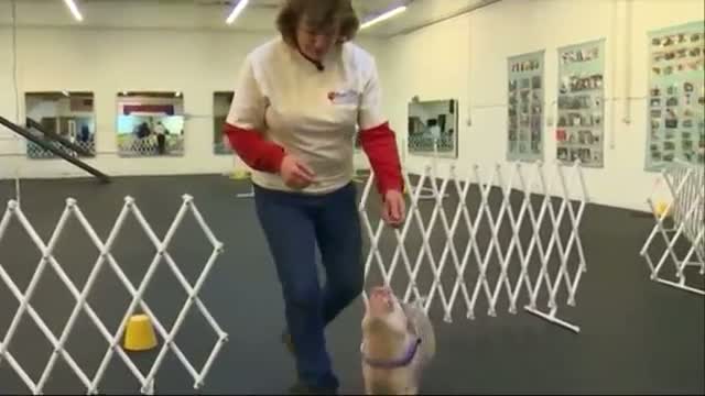 Watch Pig is 'Top Dog' in Canine Agility Class Video