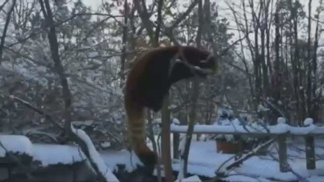 Watch Cincinnati Zoo Animals Frolick in Snow  Video