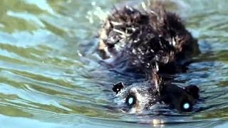 Watch Zombeavers TRAILER (2015) Zombie Beavers Horror Movie HD - Hollywood Trailers Video