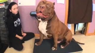 Watch Biggest bully pitbull on earth ON SCALE 173lbs 17 months THE HULK! Of ddkline Video