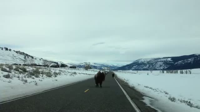 Watch You won't believe what these Yellowstone buffalo do!!! Video