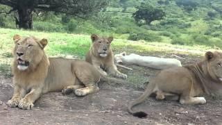 Watch Lion opens Car Door Video