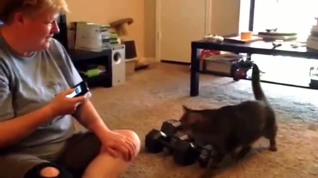 Watch What happens when you smack talk a cat Video