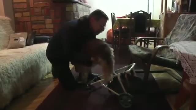 Watch Injured Pups Get Leg Up With Doggy Wheelchairs  Video
