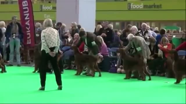 Watch Irish Setter Feared Poisoned at British Dog Show  Video