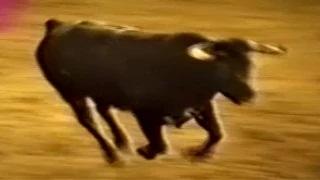 Watch Funny Animals Compilation 2015 Ã¢â‚¬â€œ Best Funny Videos 2015 Video