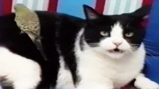 Watch FUNNY VIDEOS 2015 FUNNY CAT VIDEOS FUNNY CATS COMPILATION FUNNY ANIMALS COMPILATION 2015 Video