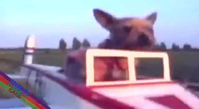 Watch DOG FLYING REAL PLANE New Funny Videos 2015 Video