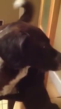 Watch Cat misses dog after being apart for 10 days Video