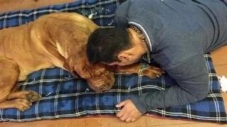 Watch Salman Khan gets EMOTIONAL after his dog 'Veer's DEATH Video