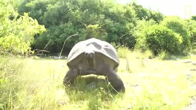 Watch Explorer Interrupts Mating Tortoises, Slowest Chase Ever Ensues Video