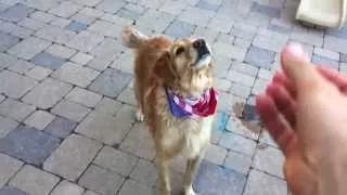 Watch Fritz Learns to Catch Compilation #1 Video