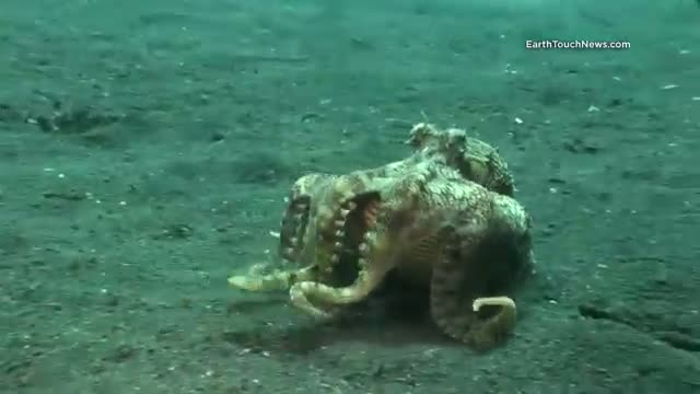 Watch Introducing "Kleptopus", The Shell-Stealing Veined Octopus Video